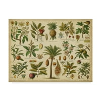 Търговска марка изобразително изкуство 'класификация тропически растения' платно изкуство от Вижън студио
