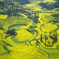 Жълти рапични цветя покриват терасите Циенкиу, Китай печат на плакат от Чарлз кора