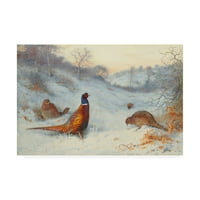 Изобразително изкуство 'фазан в снега' платно изкуство от Арчибалд Торбърн
