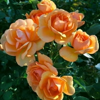 Ван Зиверден рози Южна Африка®слънчоглед® Коренов запас жълто частично слънце опрашител кг