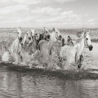 Стадо на коне- Камарг от печат от Pangea Images Pangea Images # 3AP5168