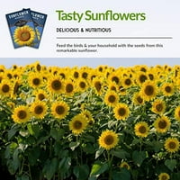 Пакети от мамут слънчогледови семена-не-ГМО наследствено пълно слънце годишно цвете