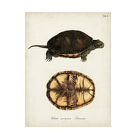 Непознато 'антични костенурки и черупки' платно изкуство