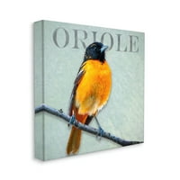 Ступел индустрии подробни Ориол птица Портрет кацнала дива природа животински графика галерия увити платно печат стена изкуство, дизайн от Алпенлоу семинар